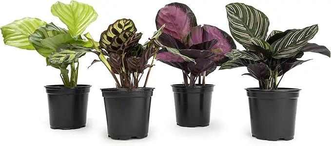 Calathea Prayer Plants Live House Plants Kit (4 PK), Calathea Plant Live Indoor Plants Live Houseplants, Live House Plants Indoors Live Plants Indoor, Live Indoor House Plants Live by Plants for Pets by GreenHaven Gardens