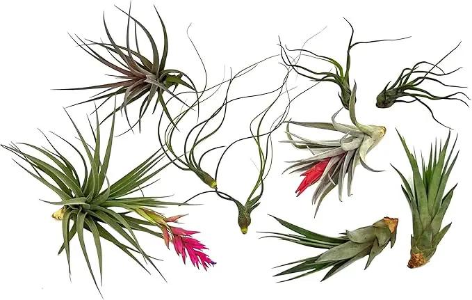 Air Plants - Loki Gift Box - 9ct - Live Arrival Guaranteed - House Plants for Home Decor & Gift by GreenHaven Gardens