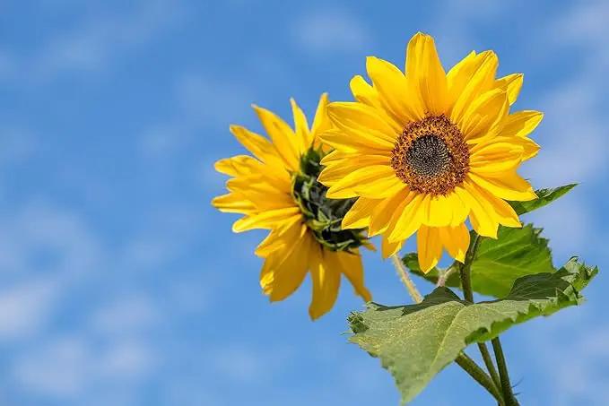 Set of 50 Flower Seed Packets! Flower Seeds in Bulk, 15 or More Varieties Available! by GreenHaven Gardens
