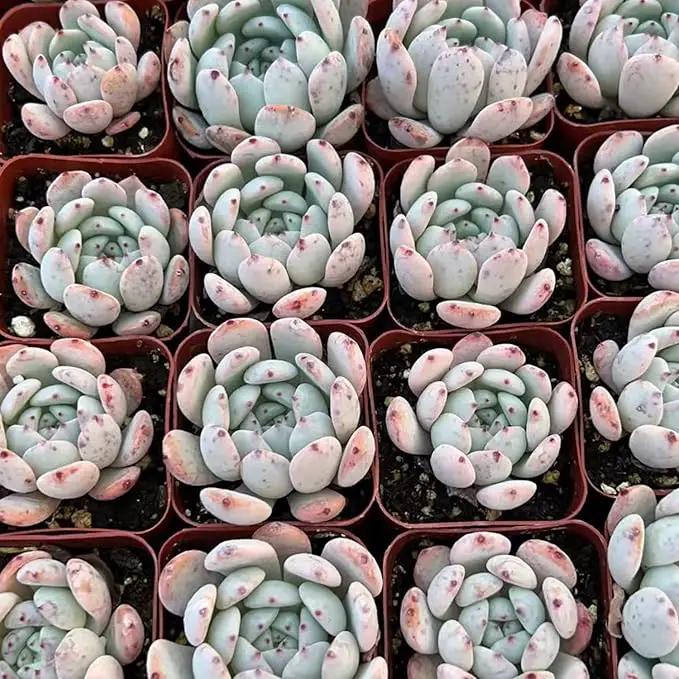 Live Succulent Echeveria 'Biante', Approx 2-inch Large, Potted Succulents, Fully Rooted, Easy Care House Plants by GreenHaven Gardens