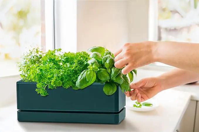 D'vine Dev 12 Inch Window Box Planter, Rectangle Plastic Herb Planter with Drainage Holes and Saucer, Indoor Succulent Cactus Vegetable Pot for Windowsill, Garden Balcony, Green, Set of 1, 76-X-C-1 by GreenHaven Gardens