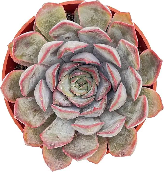 Live Succulent Plants Echeveria 'Dark Ice', Easy Care Potted Succulents, Approx 4" D x 4" H, Indoor Houseplant, Unique Gifts, Home Office Décor by GreenHaven Gardens
