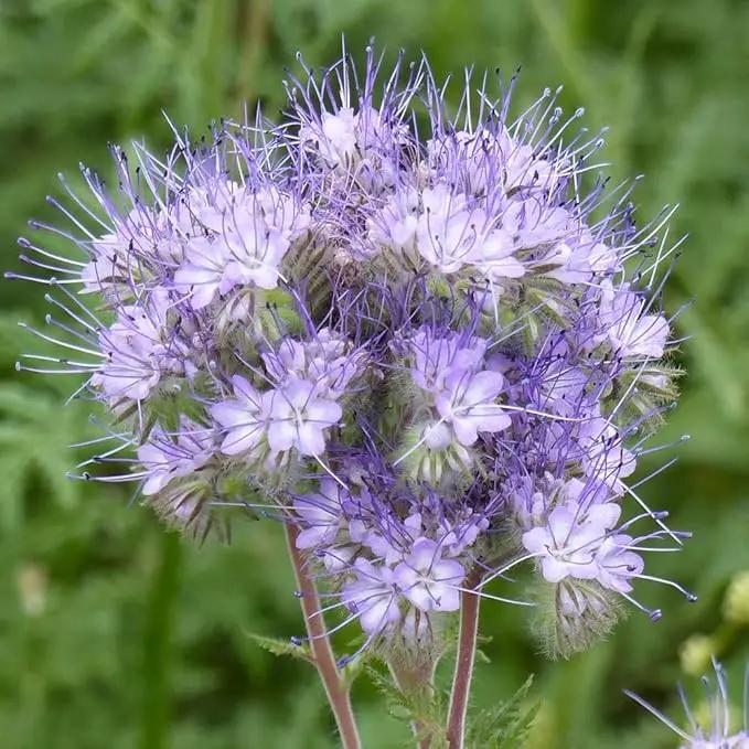 Outsidepride Lacy Phacelia Seeds for Planting - 5000 Pcs Annual, Drought-Tolerant Wildflower Seeds w/Light Violet Flowers, Ideal for Pollinator Gardens, Erosion Control, & Attracts Bees & Butterflies by GreenHaven Gardens
