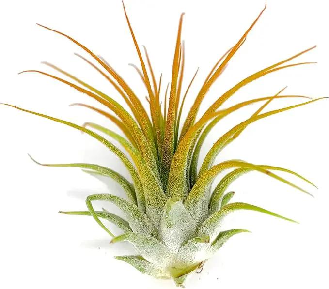 Ionantha Guatemala Tillandsia Air Plant, Guatemala Tillandsia Live Airplant, Healthy Arrival Guaranteed, Great Indoor Plant, Home Decor & Gift (Orange) by GreenHaven Gardens