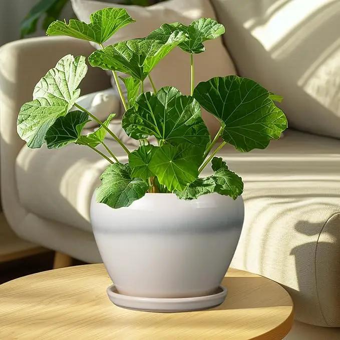 Ceramic Planter - 8 Inch Plant Pot with Drainage Hole and Saucer, Glaze Round Flower Pot for Home Garden Patio Office, White by GreenHaven Gardens