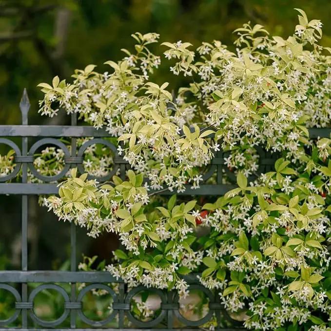 Star Jasmine/Confederate Jasmine - Trachelospermum Jasminoides. Live. Fragrant Flowers. (2 Plants in Cup) by GreenHaven Gardens