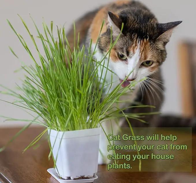 Cat Grass Refill Kit, Includes Seeds and Peat Soil Pellets, 3 Pack, Certified Organic (3 Seed Packs) by GreenHaven Gardens
