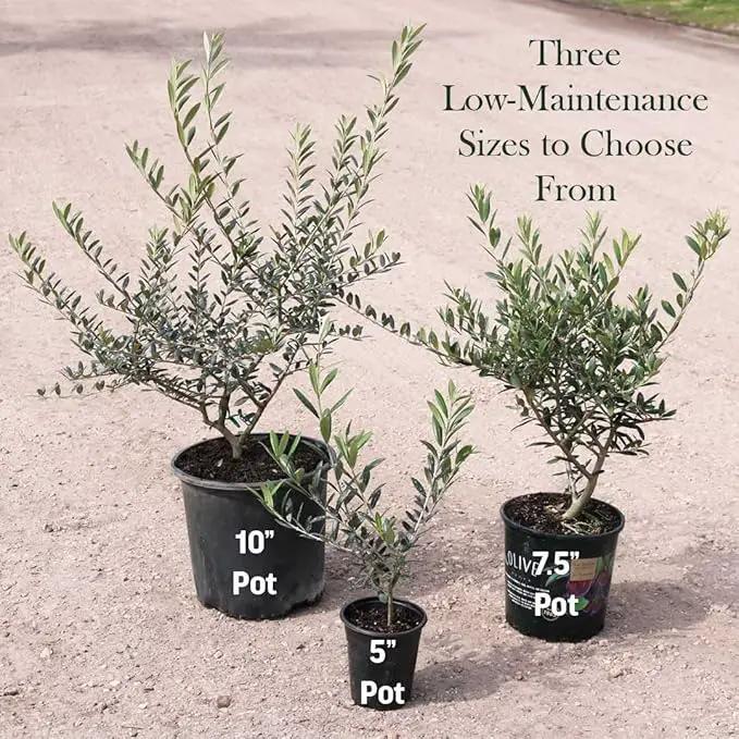 American Plant Exchange Live Arbequina Olive Tree, Fruit Bearing, Plant Pot for Home and Garden Decor, 5-Inch Pot, 1.5 Ft Tall by GreenHaven Gardens