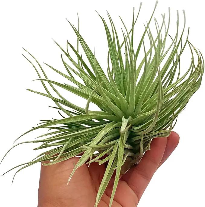 Air Plants - Flowering Tillandsia Rose BAER, Large 5" - 1ct - Live Arrival Guaranteed - House Plants for Home Decor & Gift by GreenHaven Gardens