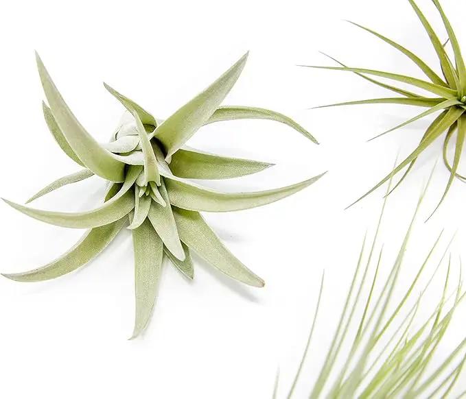 5 Pack of Classic Air Plants Variety - Live Succulent House Plants - Available in Wholesale and Bulk - Home and Garden Decor - Easy Care Indoor/Outdoor Air Plant by GreenHaven Gardens