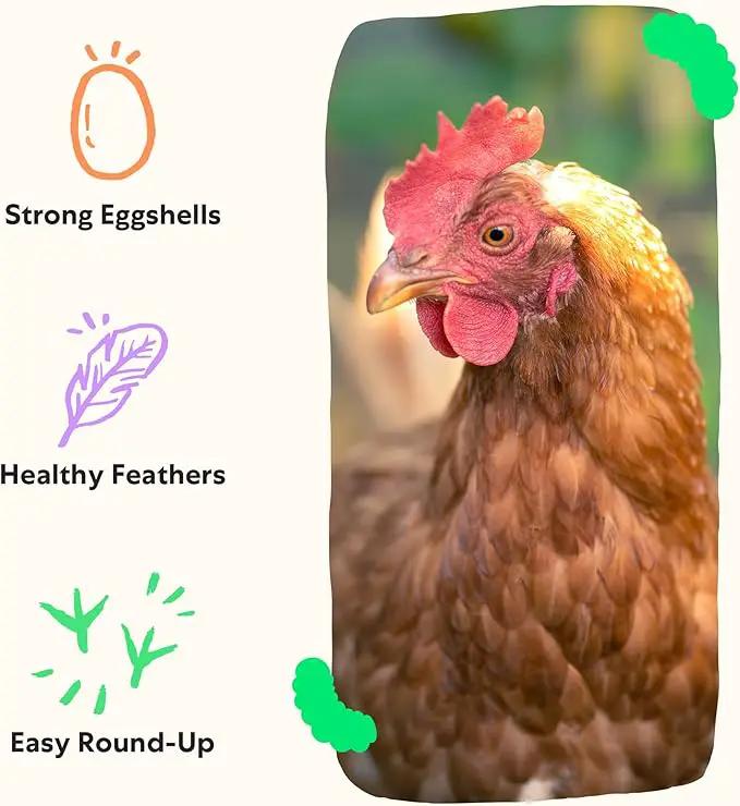 Grubblies - Black Soldier Fly Larvae for Chickens - Chicken Treats Grown in The US and Canada - for Strong Eggshells and Healthy Feathers - Grubblies Hometown Harvest 5LB by GreenHaven Gardens