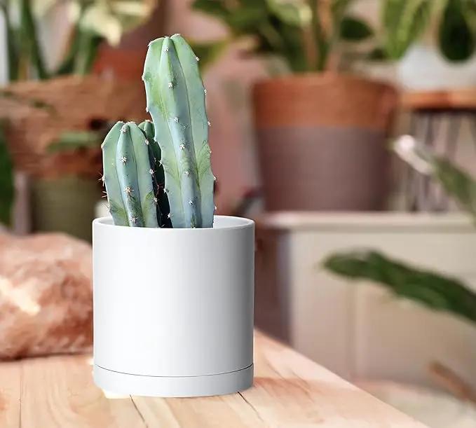 D'vine Dev 4 Pack 5.5 Inch Modern Plastic Plant Pots, Small Garden Planters for Plant with Drainage Holes and Saucers, White Color, 74-Z-H-2 by GreenHaven Gardens