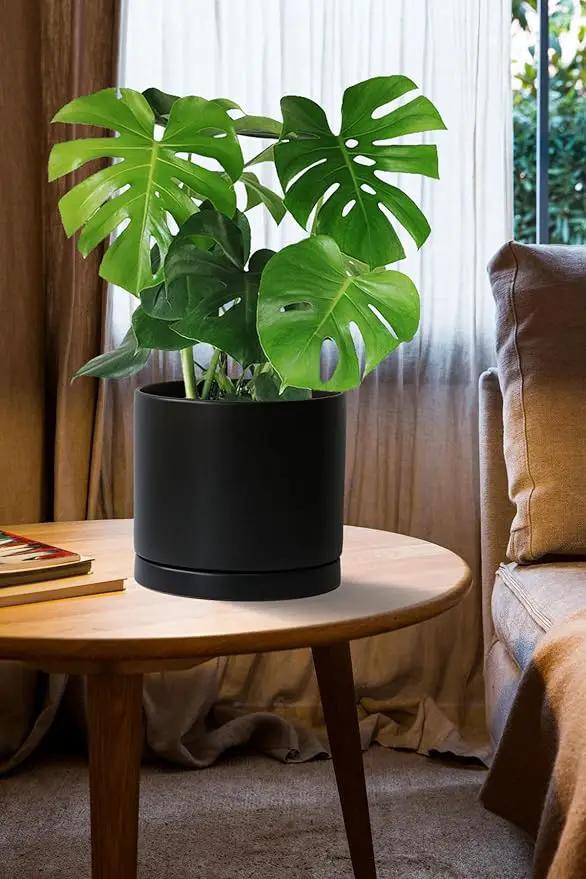 Aveyas 8 inch Ceramic Plant Pot with Drainage Hole and Saucer - Suitable for Indoor and Outdoor Use, Modern Planters for House Garden Flower Tree Snake Monstera Plants (8", Matte Black) by GreenHaven Gardens