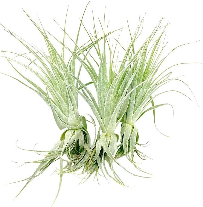 Live Air Plant - Tillandsia Gardneri 5-7” - 3ct - ragnaroc Rare Collectors Indoor Tropical Plant - Live Arrival Guaranteed - House Plants for Home Decor & Gift by GreenHaven Gardens