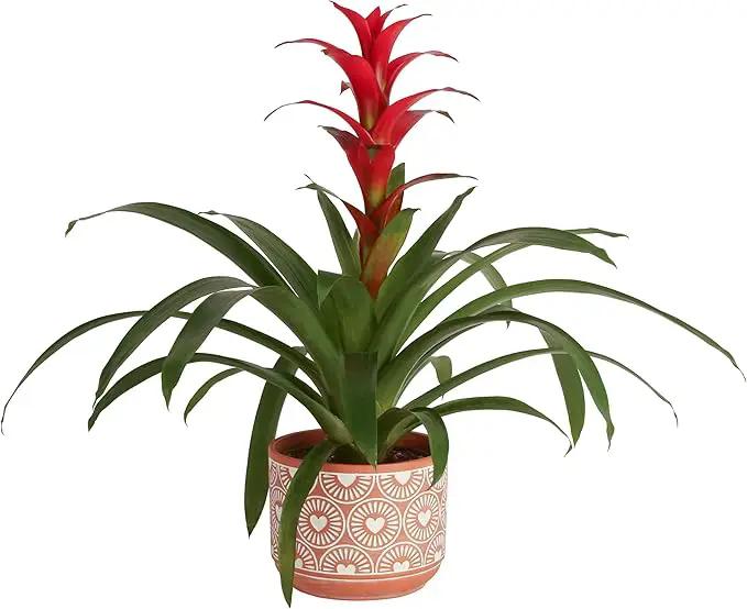 Costa Farms Bromeliad, Flowering Live Indoor Plant in Modern Flower Pot, Houseplant with Flowers in Potting Soil, Grower's Choice, New House Gift, Home or Room Decor, 20-Inches Tall by GreenHaven Gardens