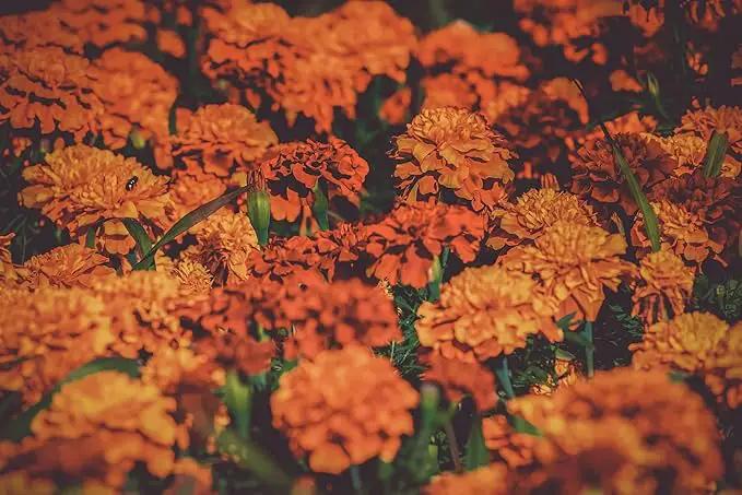 Set of 16 Heirloom Flower Seeds - Non-GMO - 16 Varieties - Assorted Flower Seeds - Individually Sealed Packs by GreenHaven Gardens