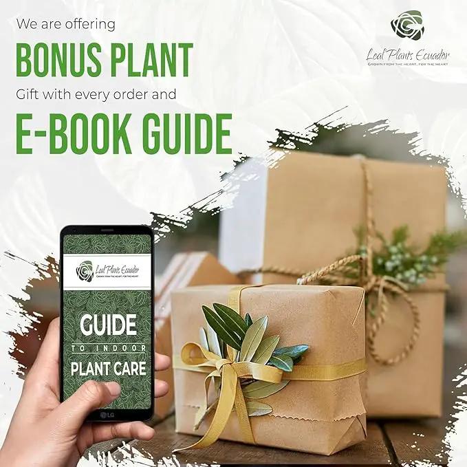 LEAL PLANTS ECUADOR Anthurium Warocqueanum (Pack of 2)| Green Live Plant for Indoors |Rare and Exotic Indoor Plants for Living Room | Queen Anthuriums House Plants | Warocqueanum Heart Plant by GreenHaven Gardens