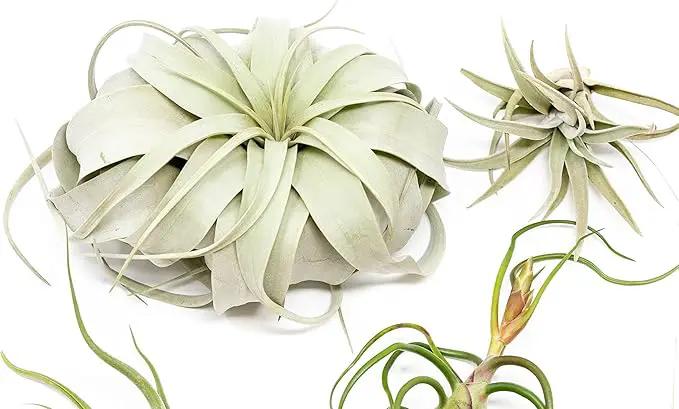10 Pack of Large Tillandsia Air Plants - Xerographica, Juncea, Bulbosa, Caput Medusae & Harrisii- Live Succulent House Plants Availabe in Wholesale and Bulk - Easy Care Indoor and Outdoor Plant by GreenHaven Gardens