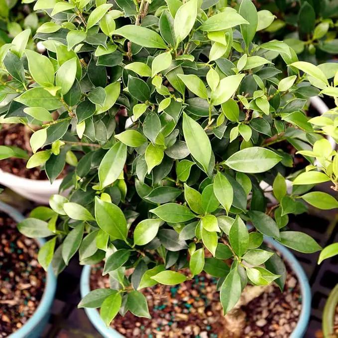 Brussel's Bonsai Live Golden Gate Ficus Grove Indoor Bonsai Tree-7 Years Old 10" to 14" Tall with Decorative Container, Medium by GreenHaven Gardens