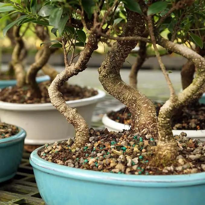 Brussel's Bonsai Live Golden Gate Ficus Grove Indoor Bonsai Tree-7 Years Old 10" to 14" Tall with Decorative Container, Medium by GreenHaven Gardens