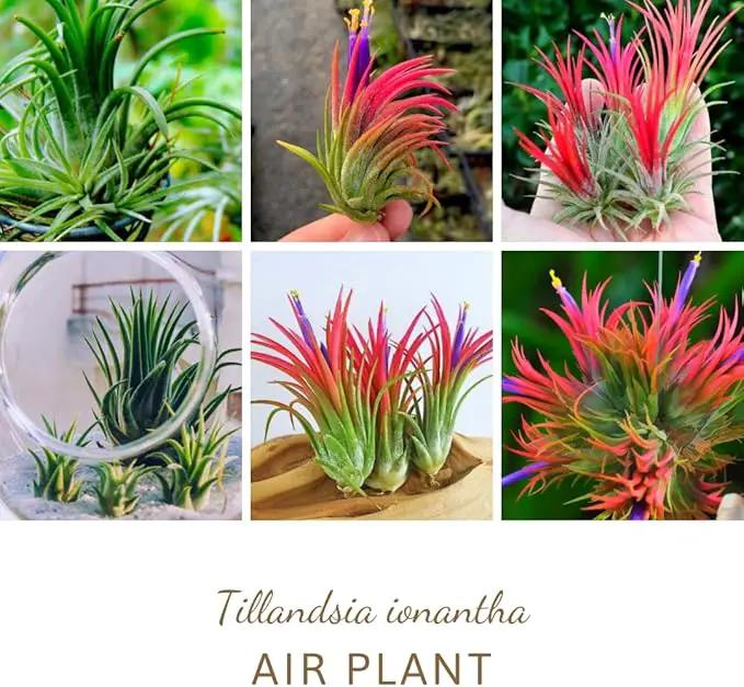 Air Plants Live, 10 Red Tillandsia Air Plants Live Houseplants for Growing Indoors Outdoors, 2 to 3 Inches Tall, Tillandsia Plants Live, Live Air Plants by GreenHaven Gardens