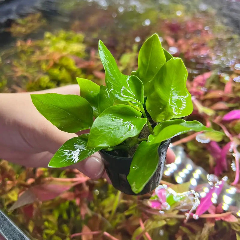 Anubias Live Aquarium Plants - Potted Freshwater Plant for Fish Tanks, Terrariums - Beginner Friendly Low Light (Nana Golden, 5 Pots) by GreenHaven Gardens