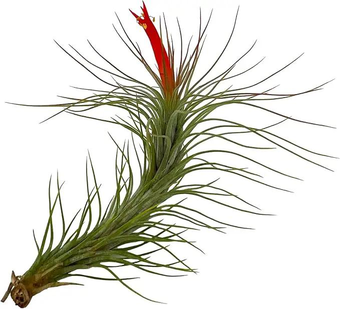 Air Plants - Venner Gift Box Large 4" - 7ct - Live Arrival Guaranteed - House Plants for Home Decor & Gift by GreenHaven Gardens