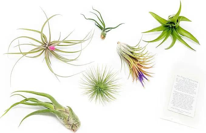 6 Grab Bag Pack Small & Medium Air Plants - Fertilizer Packet - Wholesale - Bulk - Live Tillandsia - Easy Care House Plant - Succulents by GreenHaven Gardens