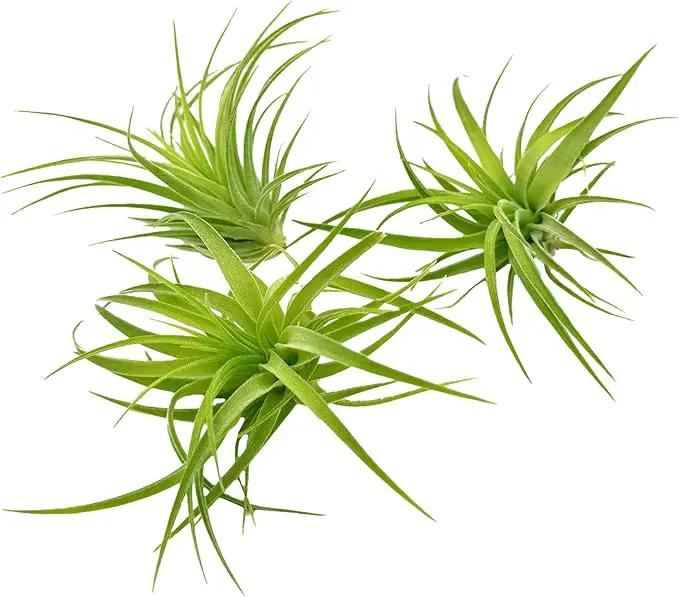 Live Air Plants - Tillandsia Geminiflora 1-3" - 3ct – ragnaroc Live Indoor Plant - Live Arrival Guaranteed - House Plants for Home Decor & Gift by GreenHaven Gardens