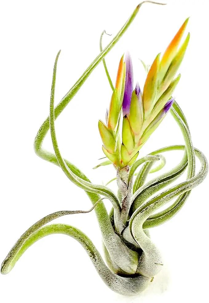 Air Plants - Flowering Tillandsia Caput Medusae, Large 5-7" - 2ct - Live Arrival Guaranteed - House Plants for Home Decor & Gift by GreenHaven Gardens