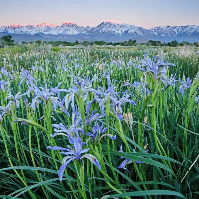 Wild Iris (Iris missouriensis) Seeds | 400+ Non-GMO Wildflower Seeds for Pollinators, Perennial Flowers for Meadows, Gardens by GreenHaven Gardens