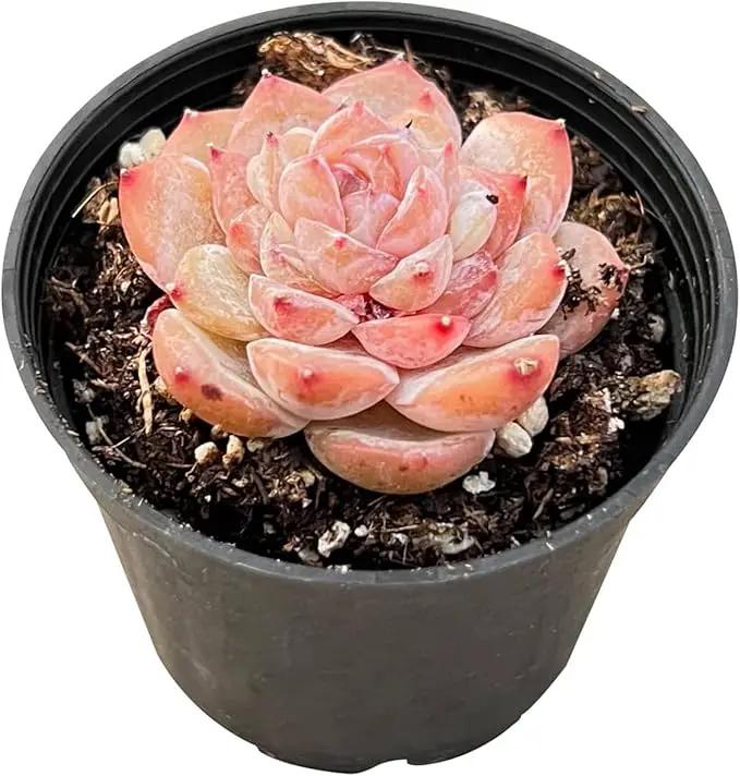 2" Rare Succulent Echeveria 'ICY Lau i' Sugar Heart, Live Succulents Plants Fully Rooted in Grower Pots, Unique Gift for Wedding Favor, Party Favor by GreenHaven Gardens