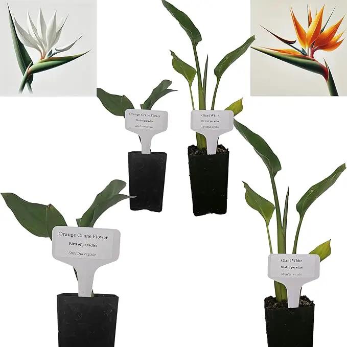Bird of Paradise - White + Orange - Strelitzia. (2 White + 2 Orange BoP Cups) by GreenHaven Gardens