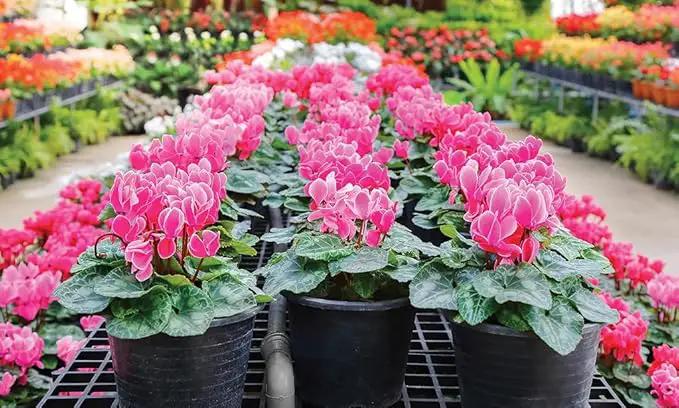 Premium Cyclamen Potting Soil Mix - Perfect Balance of Nutrients, Drainage, and Aeration for Thriving Blooms - 1 Quart by GreenHaven Gardens