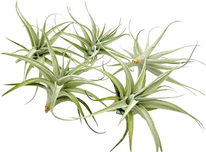 Live Air Plants - Tillandsia Albida 3-5" - 5ct – ragnaroc Live Indoor Plant - Live Arrival Guaranteed - House Plants for Home Decor & Gift by GreenHaven Gardens