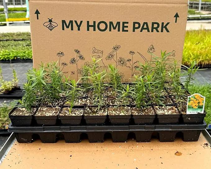 32 Live Butterfly Milkweed Plants (Asclepias tuberosa) Perennial Wildflowers from My Home Park – Individually Potted in 4” Pots – 4–8” Tall on Arrival – Not Seeds – Blooms in Mid-Summer – Zones 4-8 by GreenHaven Gardens