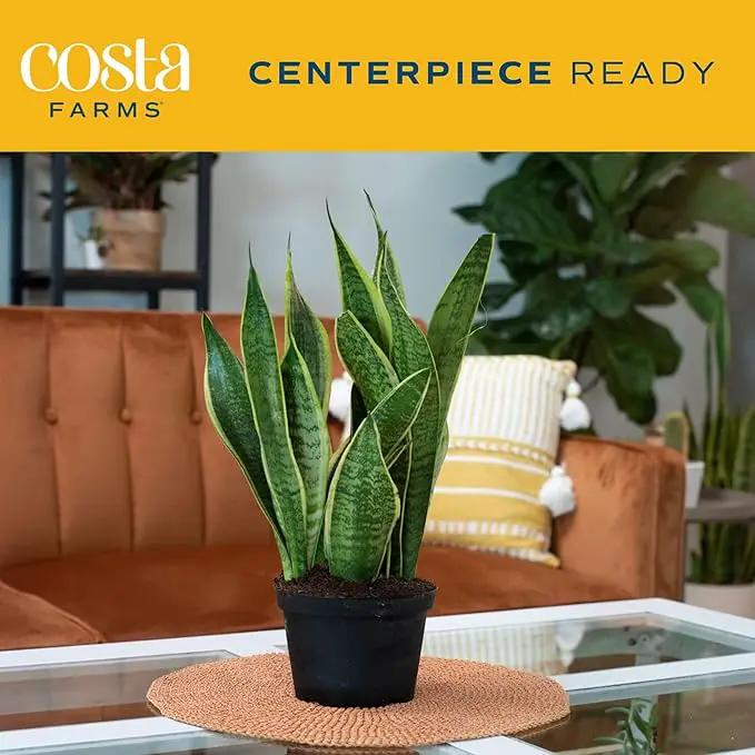 Costa Farms Sansevieria Grower's Choice Snake Live Indoor Plant, 12-Inches Tall, Grower Pot by GreenHaven Gardens