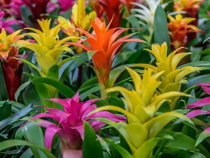 Bromeliad Soil - Ideal Blend for Thriving and Healthy Bromeliads - 3 QUARTS by GreenHaven Gardens