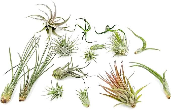 Live Air Plants - Tillandsia Variety, Regular 1-3" - 15ct - Live Arrival Guaranteed, House Plants for Home Decor & Gift by GreenHaven Gardens