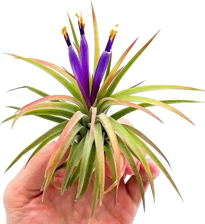 Air Plants - Tillandsia Ionantha Pack, Regular 1-3" - 5ct - Live Arrival Guaranteed - House Plants for Home Decor & Gift by GreenHaven Gardens