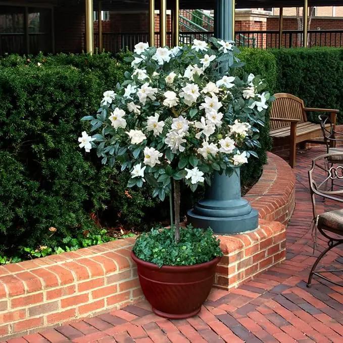 Gardenia Veitchii - Everblooming - Gardenia Jasminoides. Fragrant Evergreen Shrub with Glossy Foliage and Pure White Blooms, Perfect for Pots, Borders, or Gardens (2 Gardenia Veitchii Plants in Sac) by GreenHaven Gardens