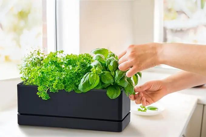 D'vine Dev 12 Inch Window Box Planter, Rectangle Plastic Herb Planter with Drainage Holes and Saucer, Indoor Succulent Cactus Vegetable Pot for Windowsill, Garden Balcony, Black, Set of 2, 76-X-B-2 by GreenHaven Gardens