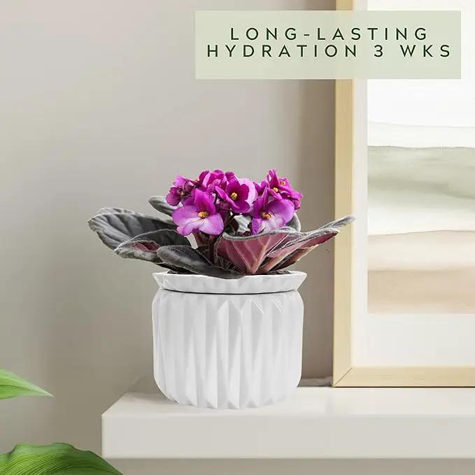 6 inch Self Watering Pot for Indoor Plants, African Violet Pot Ceramic, Flowers Planter (4 inch Opening), Holds 3 Weeks of Water (1 Pack) by GreenHaven Gardens