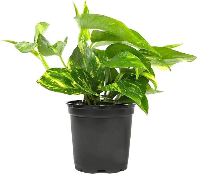 Golden Pothos Plant Live House Plant Live Plants, Trailing Plants Live Houseplants, Golden Pothos Live Plant Houseplant, Live Pothos Devils Ivy Live Plant Money Plant Indoor Plants by Plants for Pets by GreenHaven Gardens