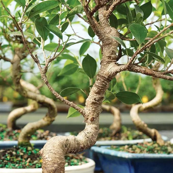 Brussel's Bonsai Live Golden Gate Ficus Indoor Bonsai Tree - Small, 4 Years Old, 5 to 8 In - Live Bonsai Tree in Ceramic Bonsai Pot with Humidity Tray by GreenHaven Gardens