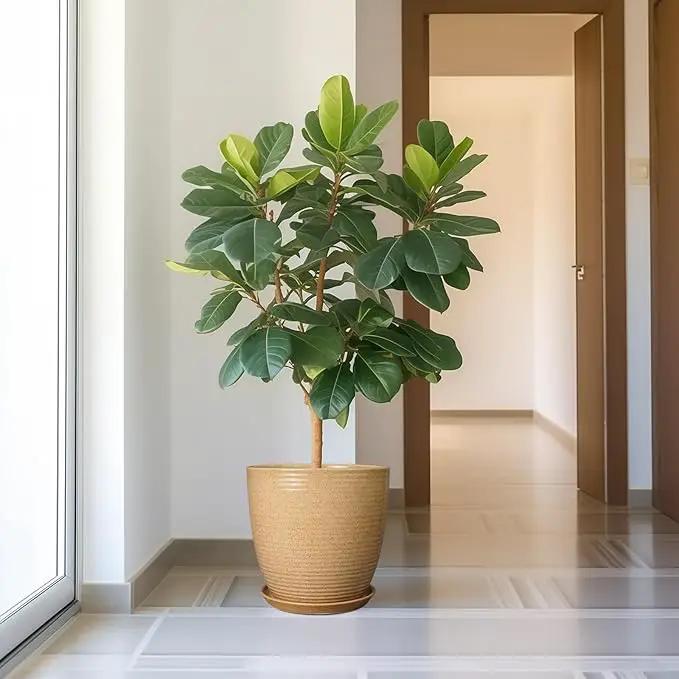 Ceramic Plant Pot 12 Inch - Large Planter for Indoor Plants Outdoor Flower Pot with Drainage Hole and Saucer Round Decorative Planter for Home Patio Garden Balcony Yellow by GreenHaven Gardens