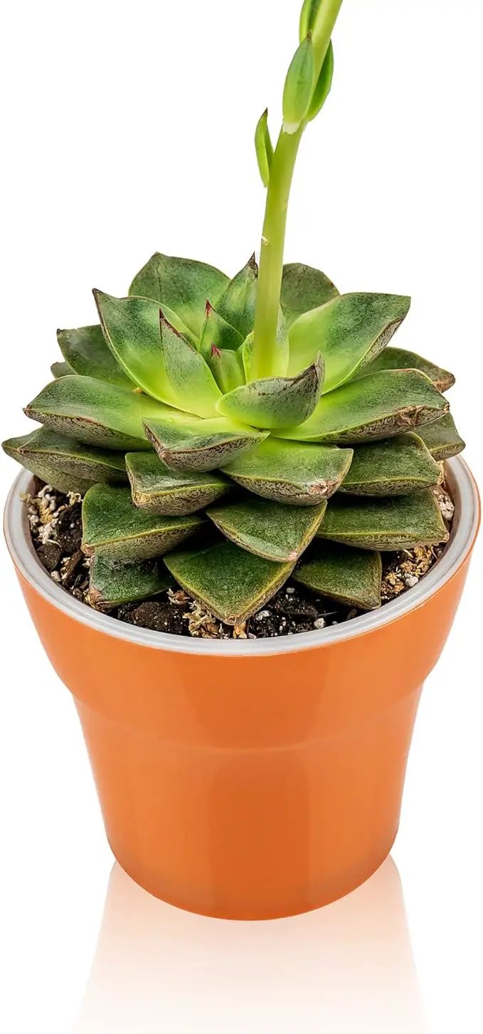 Professional Succulent Soil Premium All Purpose Blend | Pre-Mixed Ready to Use for Cactus and Succulents | Sphagnum Peat Moss, Perlite, New Zealand Pine Bark - Made in USA - 2 Quart by GreenHaven Gardens