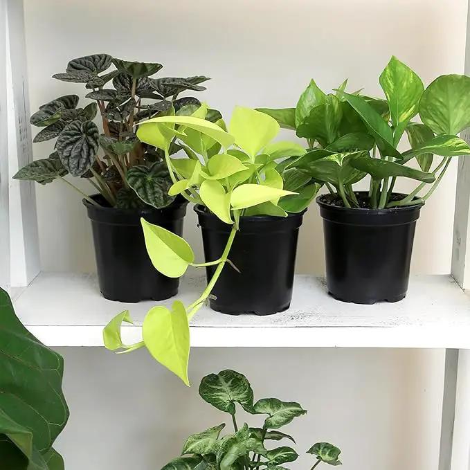 Essential Houseplant Collection (4PK) Live Plants Indoor Plants Live Houseplants in Plant Pots, Easy House Plants Indoors Live, Snake Plant, Pothos in Potting Soil, Clean Air Plants by Plants for Pets by GreenHaven Gardens