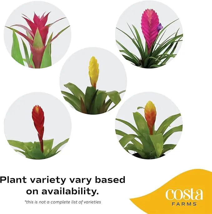 Costa Farms Bromeliad Live Plant, Live Indoor Flowering Plant, Houseplant Potted in Eco-Friendly Washable Paper Planter with Potting Soil Mix, Tabletop Room Decor, Grower's Choice, 12-Inches Tall by GreenHaven Gardens