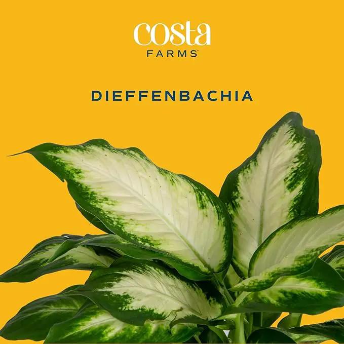 Costa Farms Dieffenbachia Live Indoor Plant, Easy to Grow Houseplant, Potted in Indoors Garden Nursery Plant Pot, Potting Soil Mix, Grower's Choice, Home and Office Plants Decor, 1 Foot Tall by GreenHaven Gardens